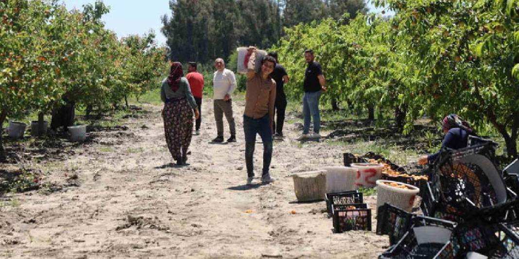 30 dönümden 20 ton rekolte bekleniyor! Bahçede kilosu 60-80 TL 4